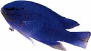 Glyphidodontops cyaneus Blue Devil