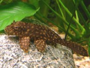 glyptoperichtys joselimaianus L001