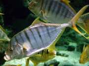 Gnathanodon speciosus Komorník