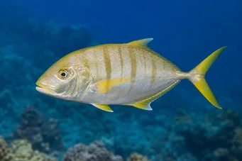 Gnathanodon speciosus Komorník
