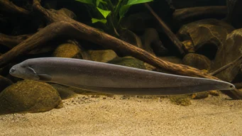 Gymnachus niloticus Aba