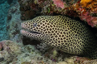 Gymnothorax favagineus Leopardská zeď