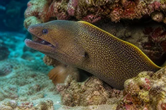 Gymnothorax flavimarginatus Země žluté hrany