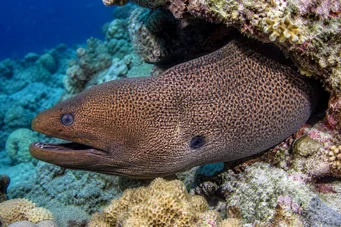 Gymnothorax javanicus Obří zeď