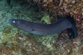 Gymnothorax monochrous Šedá zeď