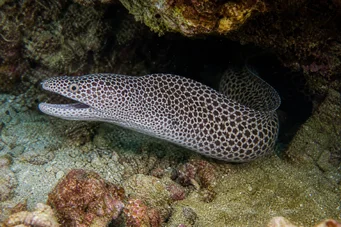 Gymnothorax rueppelliae Žlutá čelo