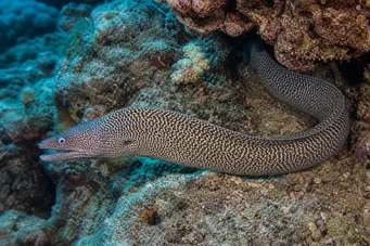 Gymnothorax undulatus Vlnitá zeď