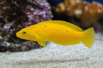 Halichoeres Chrysus