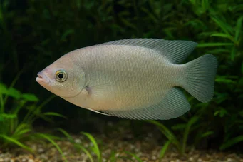 Helostoma temmincki Líbání - Gourami Humbership