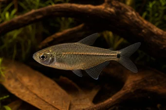 Hemigrammus hyanuary (Zelené neony nebo tetra-costello)