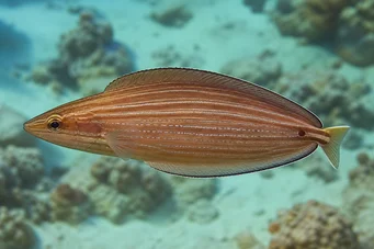Hemipteronotus taeniourus Maskovaná labre