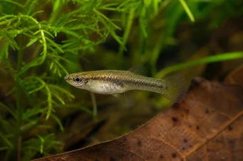 Heterandria formosa (Mosquito ryby)