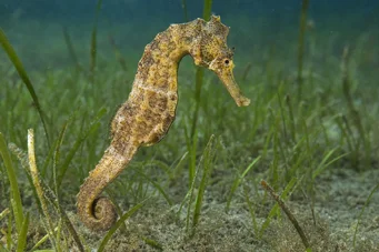 Hippocampus guttulatus (Středomořský hippocampus)