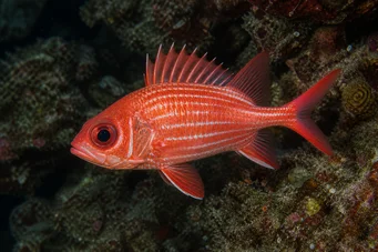 Holocentrus diadema (Otřed vojáka)