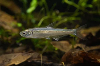 Holoshestes pequira Oranžová skvrna tetra