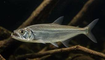 Hydrolycus scomberoides (Tetra-Loup, Characin-Tigre)