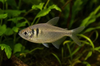 Hyphessobrycon bifasciatus Žlutá tetra