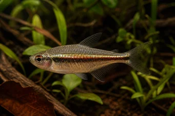 Hyphessobrycon heterorhabdus Belgická vlajka
