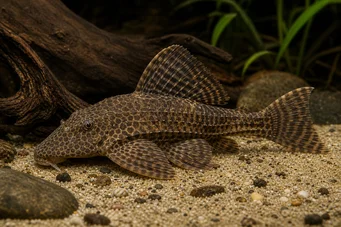 Hypostomus multiradiatus (Multiradiatus hypostomus)