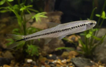 Iguanodectes spilurus (Tetra-olej)