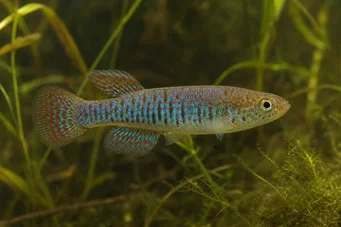 Jordanella floridae