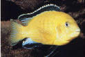 Labidochromis caeruleus Žlutá