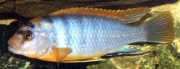 Labidochromis hongi Labidochromis Hongi