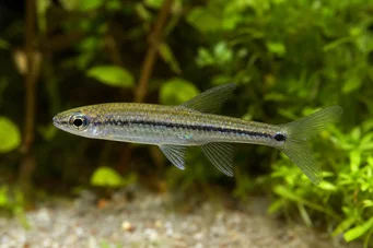 Ladigesia roloffi Sierra-Léone Trpast Tetra
