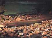 Lampetra fluviatilis Fluviální lampa