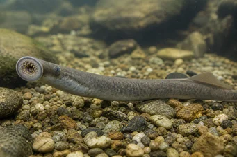 Lampetra fluviatilis (Fluviální lampa)