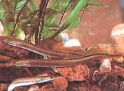 Lampetra planeri Planerová lampa