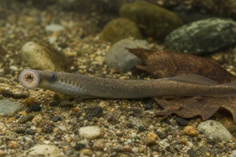 Lampetra planeri