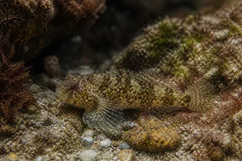 Lepadogaster candollei Tyč