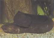 Lepidosiren paradoxa Jižní Amerika Lepidosi...