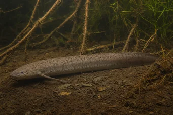 Lepidosiren paradoxa Jižní Amerika Lepidosirène