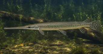 Lepisosteus osseus Krokodýl Pike