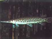 Lepisosteus tristoechus Lepisosteus Tristoechus