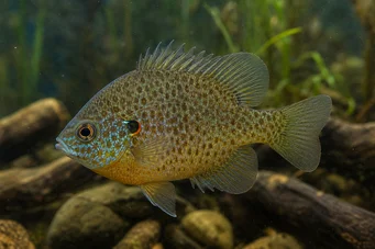 Lepomis punctatus (Point Sun Pole)