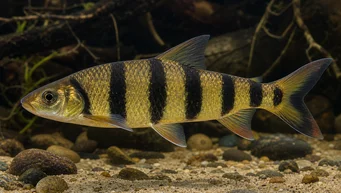 Leporinus fasciatus fasciatus (Leporinus s černými pásy)