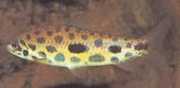 Leporinus maculatus SPOTNET LEPORINUS