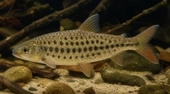 Leporinus maculatus (SPOTNET LEPORINUS)