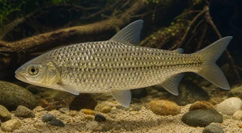 Leporinus megalepis (Leporinus s velkými měřítky)