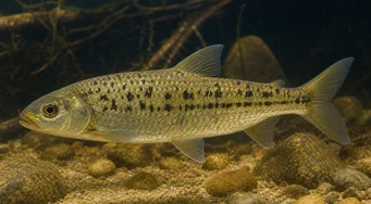 Leporinus moralesi (Leporinus zralý)