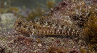 Lipophrys pholis Běžný