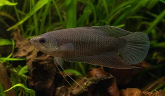 Macropodus concolor Černý makropod