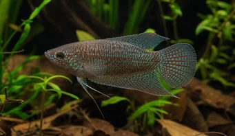 Macropodus cupanus Rybářské ryby hnědé ocasy