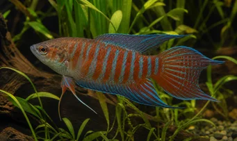 Macropodus opercularis Ráj