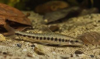 Melanocharacidium dispilomma Melanocharacidium dipsilomma