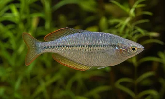 Melanotaenia maccullochi Trpasličí duhové ryby