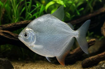 Metynnis hypsauchen Métynnis s velkými hlavami